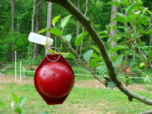 Apple maggot trap hanging on branch of apple tree