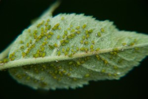 Green apple aphids on an apple leaf