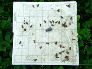 Sticky trap liner with codling moths and synthetic pheromone lure