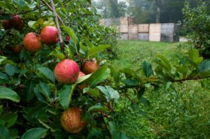 Apples on tree in orchard with bins in background