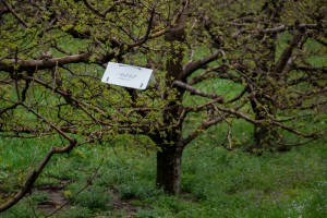 Delta-style insect monitoring trap in orchard