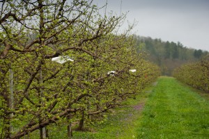 Line of insect monitoring traps in apple orchard