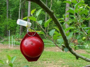 Apple maggot monitoring trap hanging in branch of apple tree