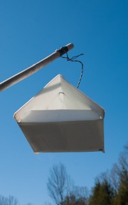 Delta-style insect monitoring trap on bamboo pole