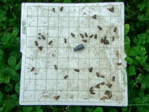 Codling moths on sticky monitoring trap liner