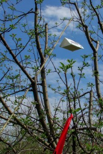 Delta-style insect monitoring trap on bamboo pole in orchard