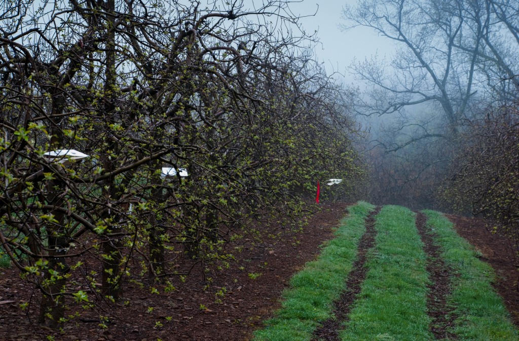 Insect monitoring traps in orchard