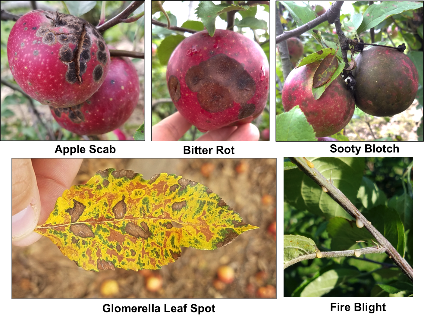 Apple Disease Management | NC State Extension