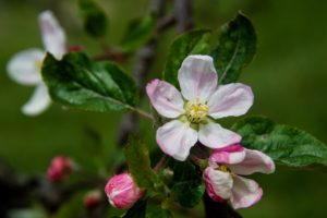 apple blooms