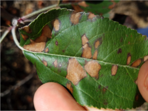Glomerella leaf spot