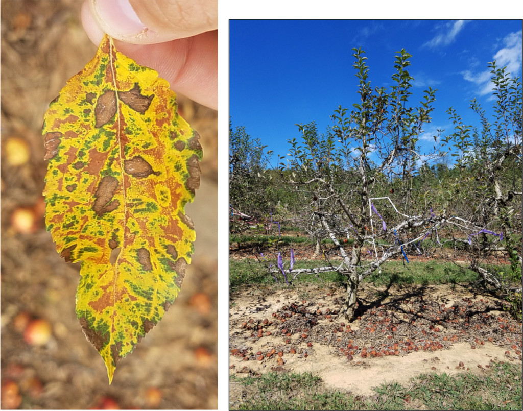 Symptoms of Glomerella Leaf Spot later in the season