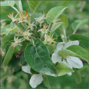 Cover photo for Apple Disease Update: Petal Fall