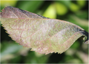 powdery mildew