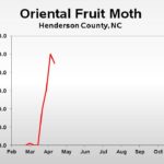 Oriental fruit moth