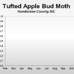 Tufted apple bud moth