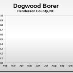 Dogwood borer