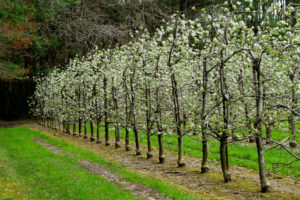 Orchard row in flower