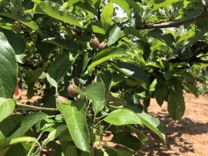 Cover photo for Apple Disease Update: 1st Cover