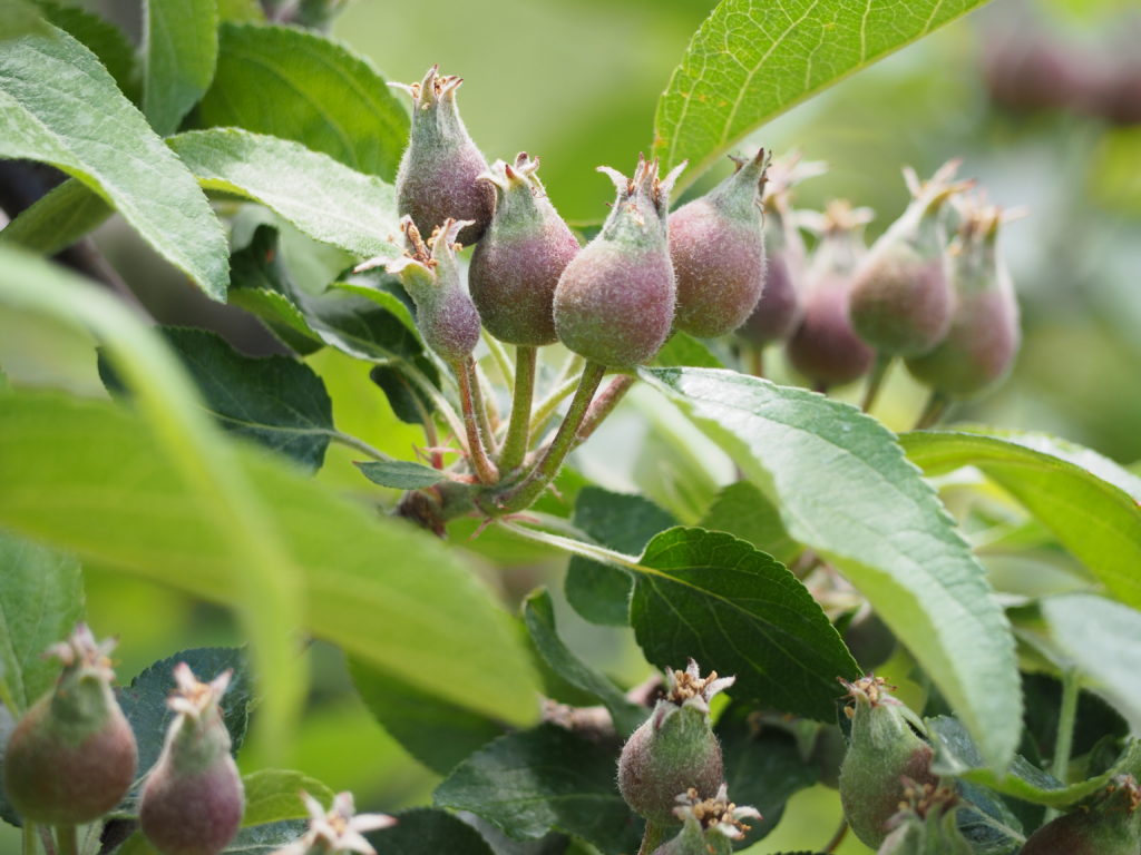 Apple blossoms