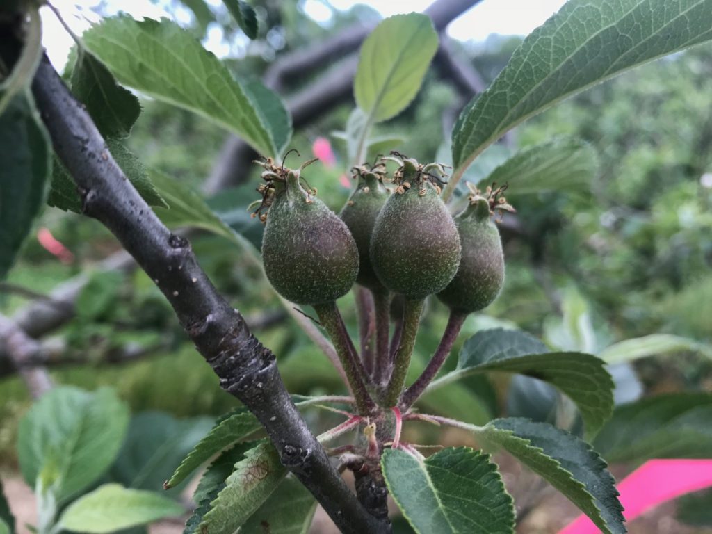 Apple blooms