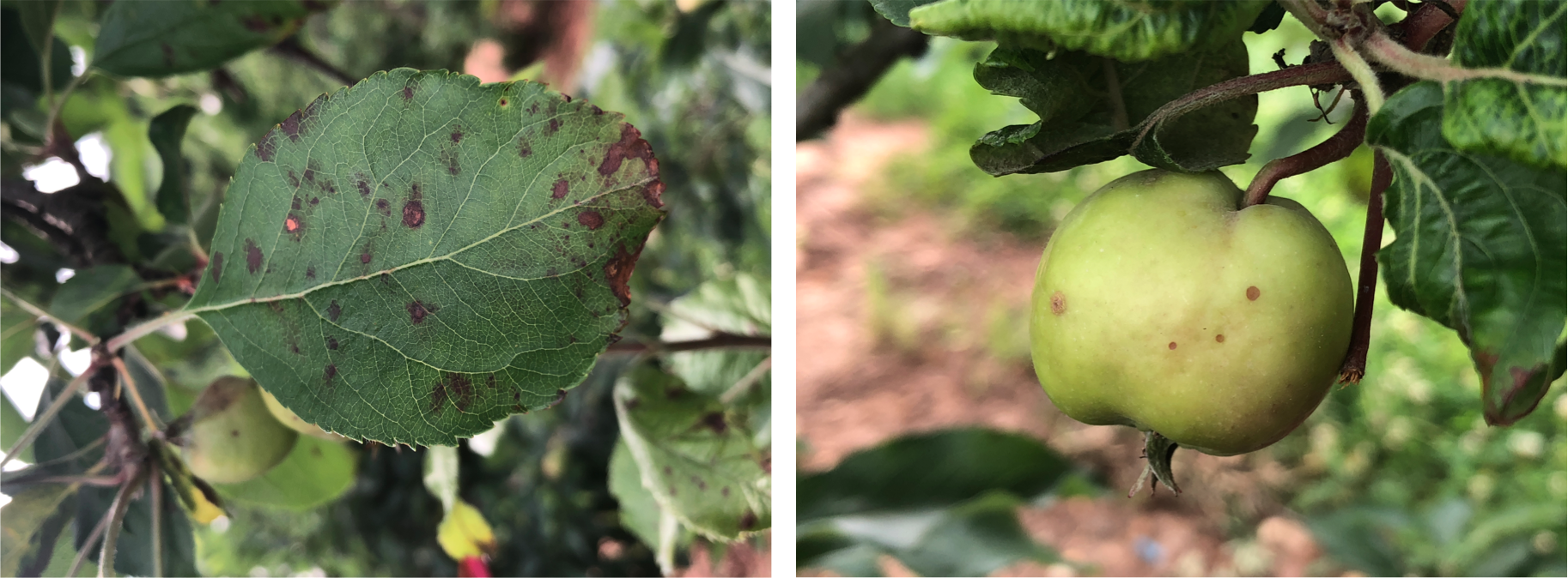 Early symptoms on Glomerella leaf spot (left) and fruit spot/rot