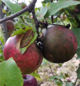 Flyspeck and Sooty Blotch Symptoms on Apple