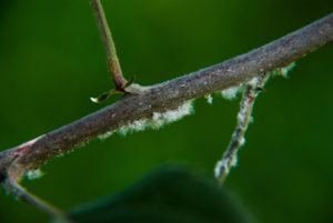 Woolly apple aphid on twig