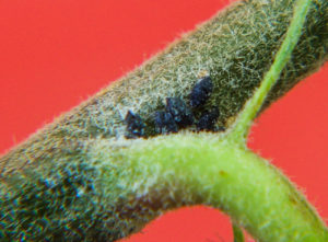 Parasitized woolly apple aphids