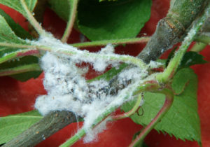 Woolly apple aphid infestation