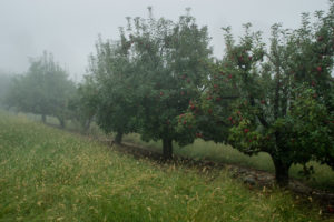 Apple trees 