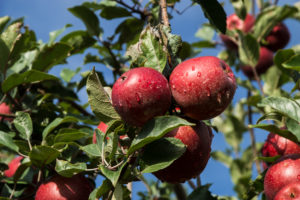 apples on tree