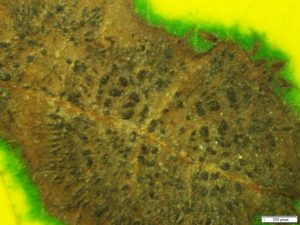 Acervuli of the Marssonina leaf blotch pathogen Marssonina coronaria