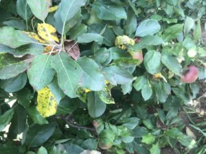 Marssonina leaf blotch on 'Rome Beauty'