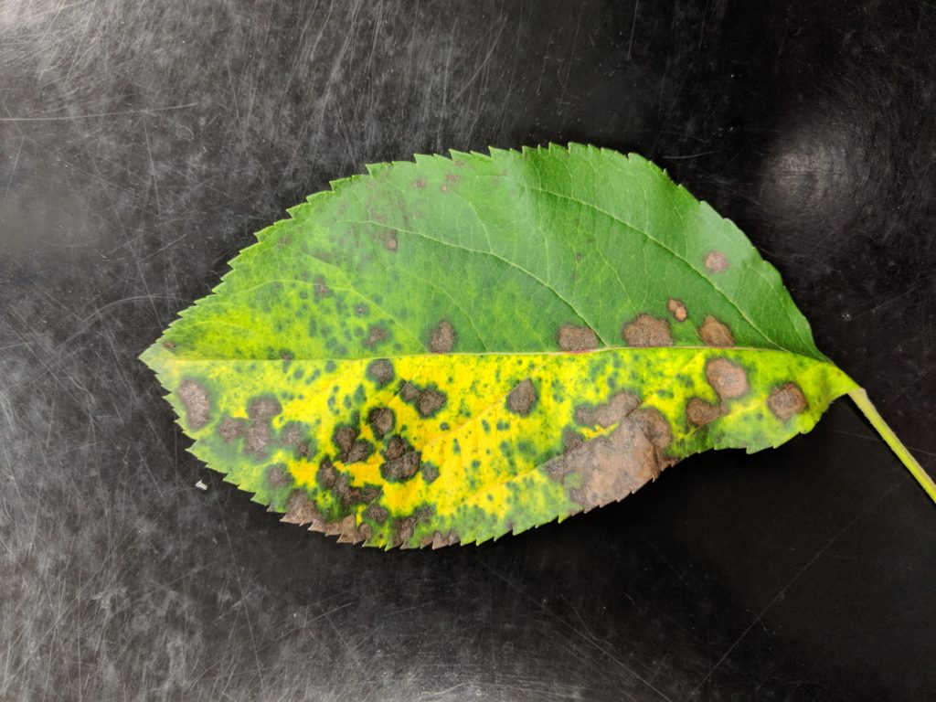 Marssonina leaf blotch