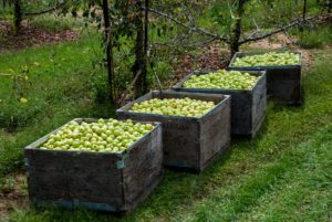 Apples in bins