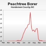 Peachtree borer population trend graph