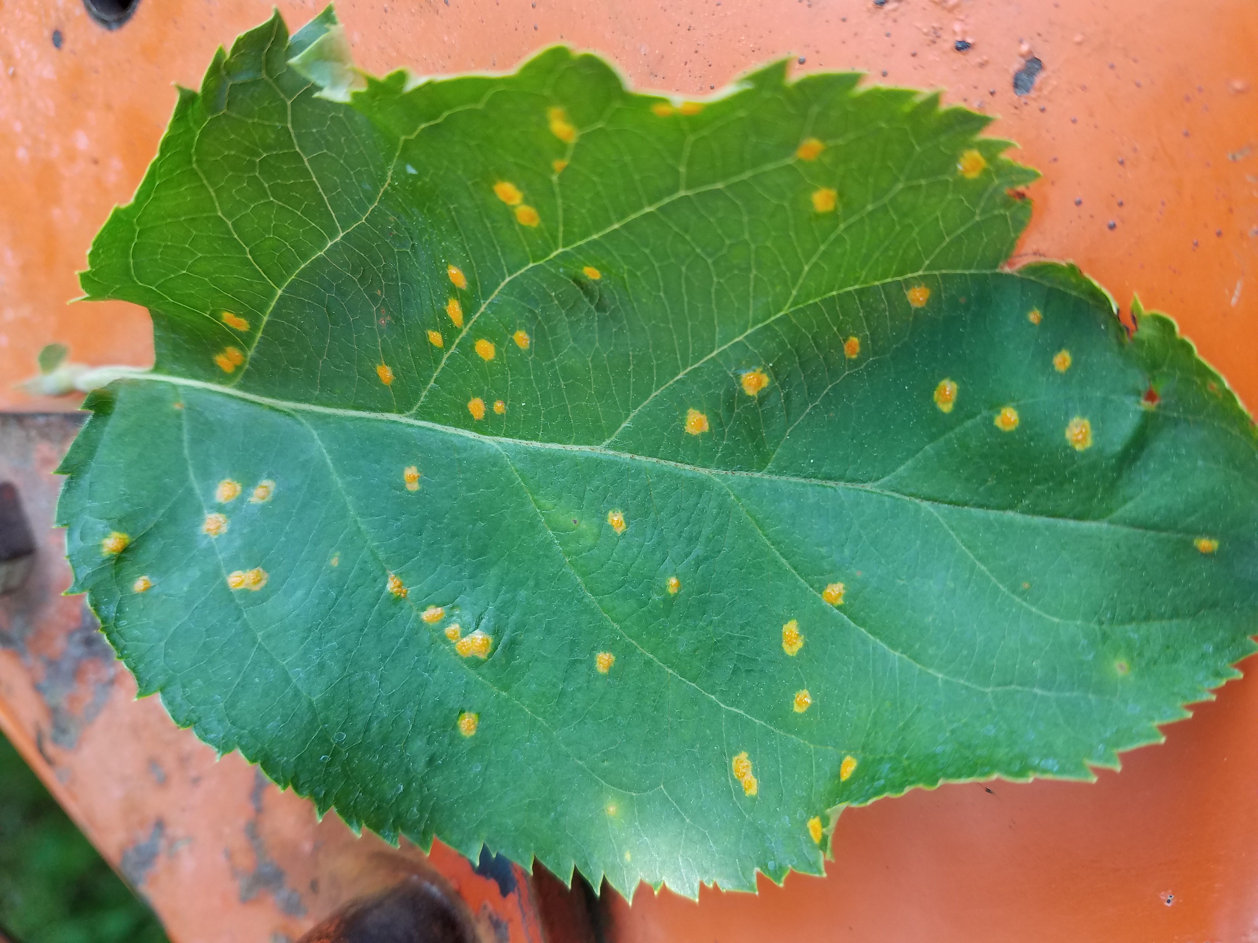 cedar apple rust on leaf