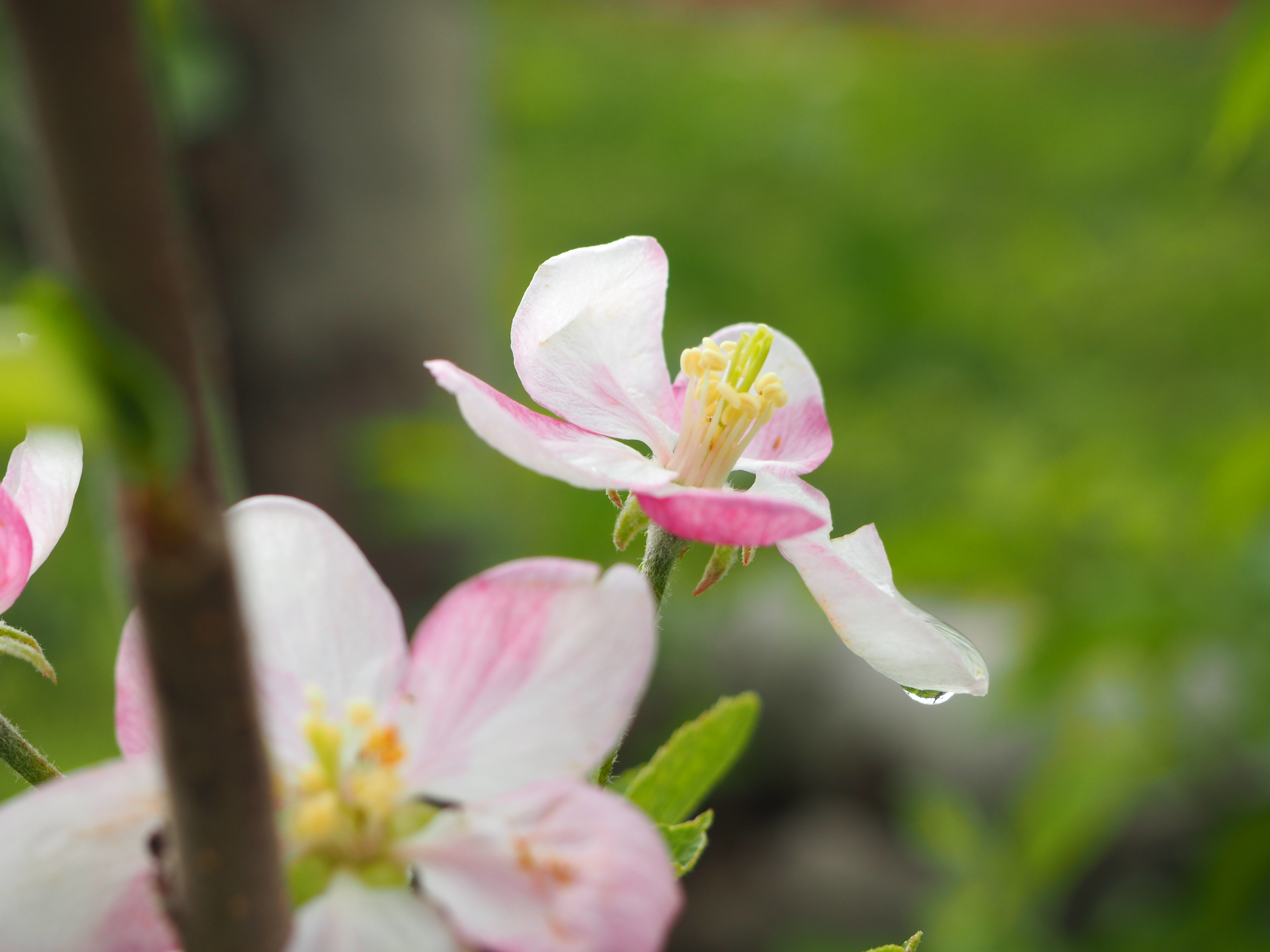 Apple thinning season is coming fast!