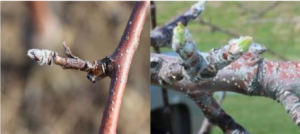 Cover photo for Apple Disease Update: Late Silver Tip + Green Tip