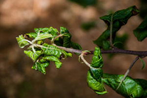 Rosy apple aphid damage on apple leaves