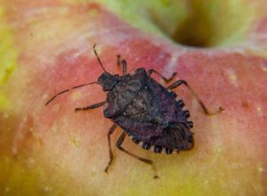 brown marmorated stink bug on apple