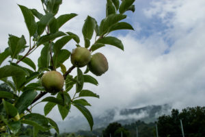 apples in orchard