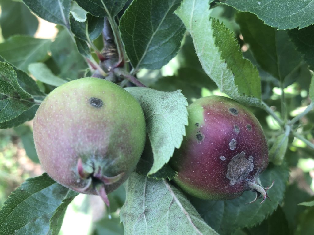 Developing apple scab lesions on immature fruit