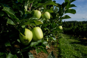 apples in orchard