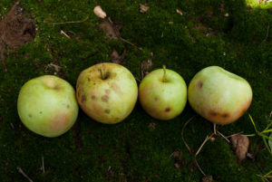 Apples damaged by brown marmorated stink bug