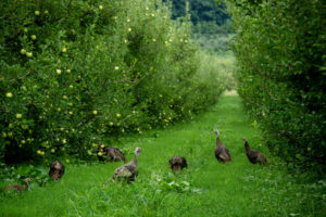 wild turkeys in apple orchard