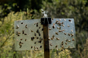 brown marmorated stink bugs on trap