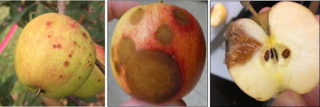 Symptoms of Bitter rot on fruit