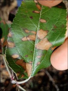leaf showing early GLS Symptoms