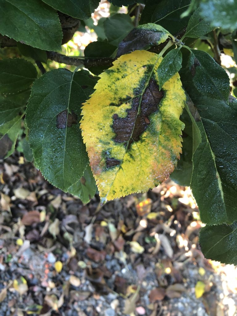 Nectrotic leaf blotch